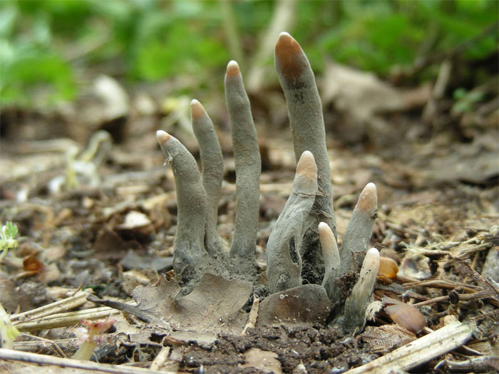 Dead Man’s Fingers fungus