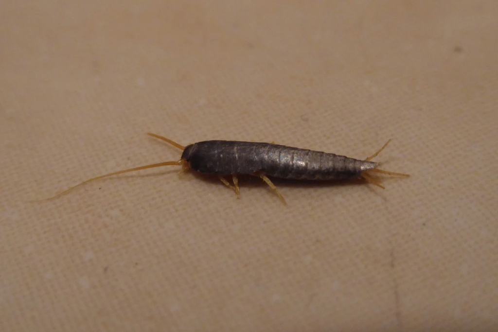 While Silverfish pose no real threat alone, their presence warns of something much worse