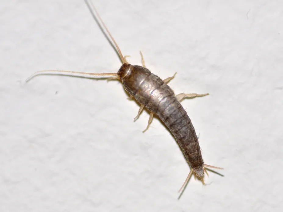 The Silverfish sheds scales that could cause allergies in some