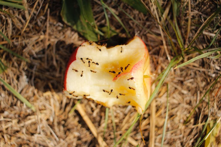 Ants crawling all over an apple core