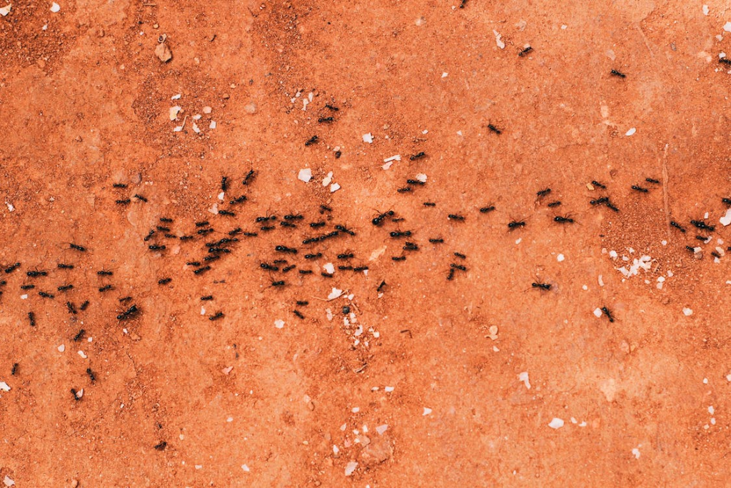 Black ants following each other