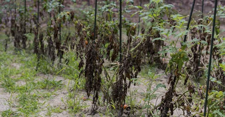 A woman who grows and donates food to those in need said someone dumped salt on her garden, destroying her harvest - Featured image