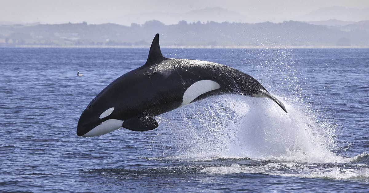 Orca killer whale jumping out of water