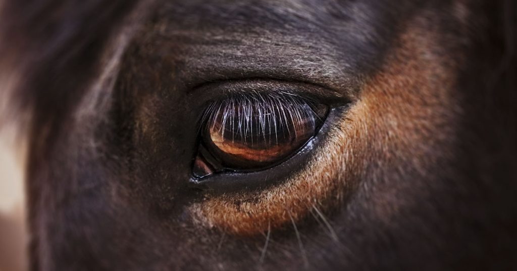 Hospice grants 79-year-old woman’s dying wish to see her horse one last time - Featured image