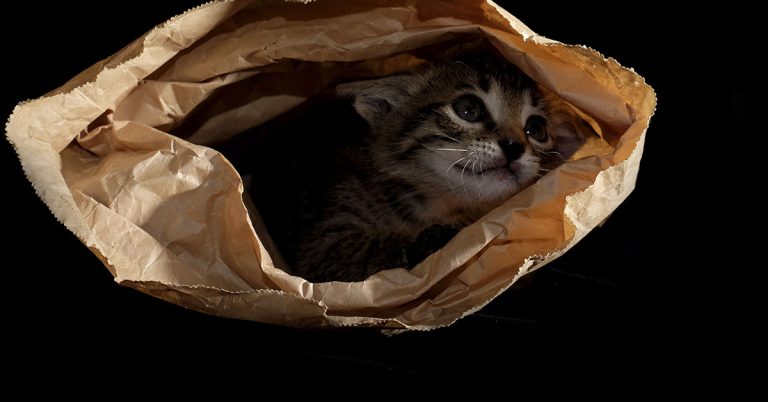 Cat stuffed in paper bag, left in dumpster now safe thanks to rescuers - Featured image