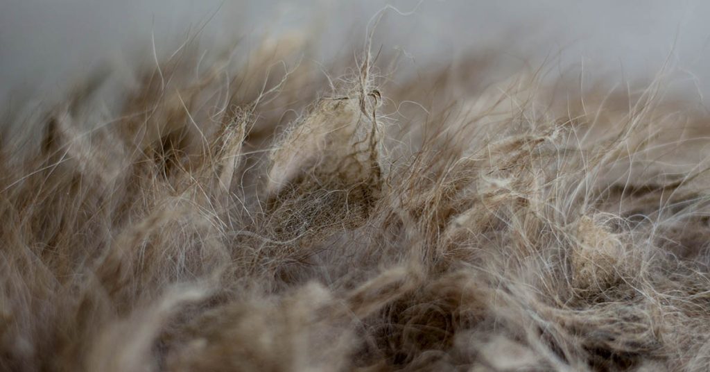 Dog with Matted Fur that Almost ‘Looked Like a Wig’ Taken in by Rescue — Today She’s Unrecognizable - Featured image