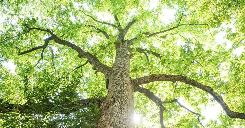 Take a look at this carbon-negative dream house that’s shipped directly to you in a box - Featured image