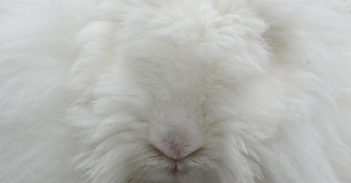 close up of fluffy Angora rabbit
