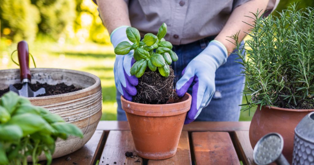 woman planting snake repelling plant in pot