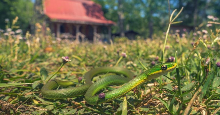 7 Easy Ways To Keep Snakes Away From Your Yard - Featured image