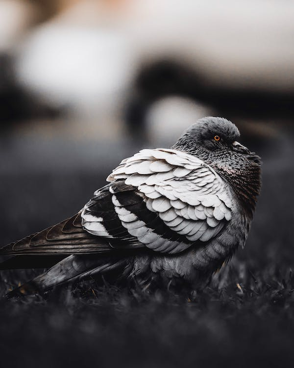 a pigeon puffing out its feathers in the cold is proof of evolution
