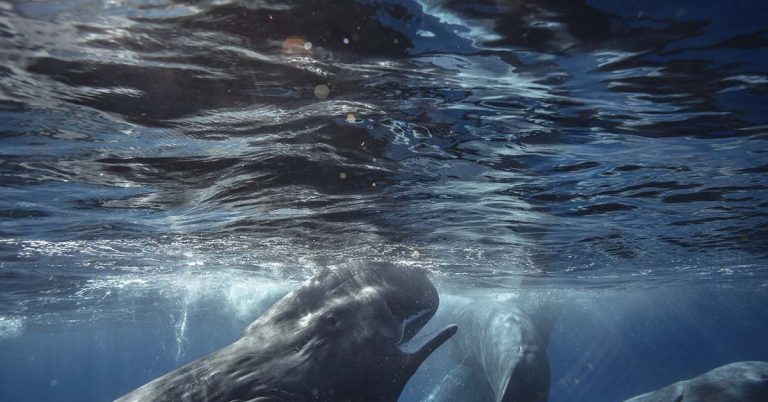Pod of almost 100 whales gathered in a heart shape before tragedy struck - Featured image