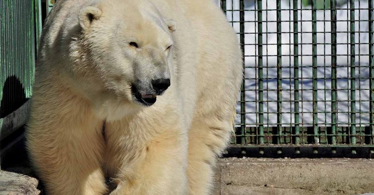 When Animals Attack: Polar Bear Attacks a 32-year-old Woman Who Jumped Into a Polar Bear Enclosure at Berlin Zoo - Featured image