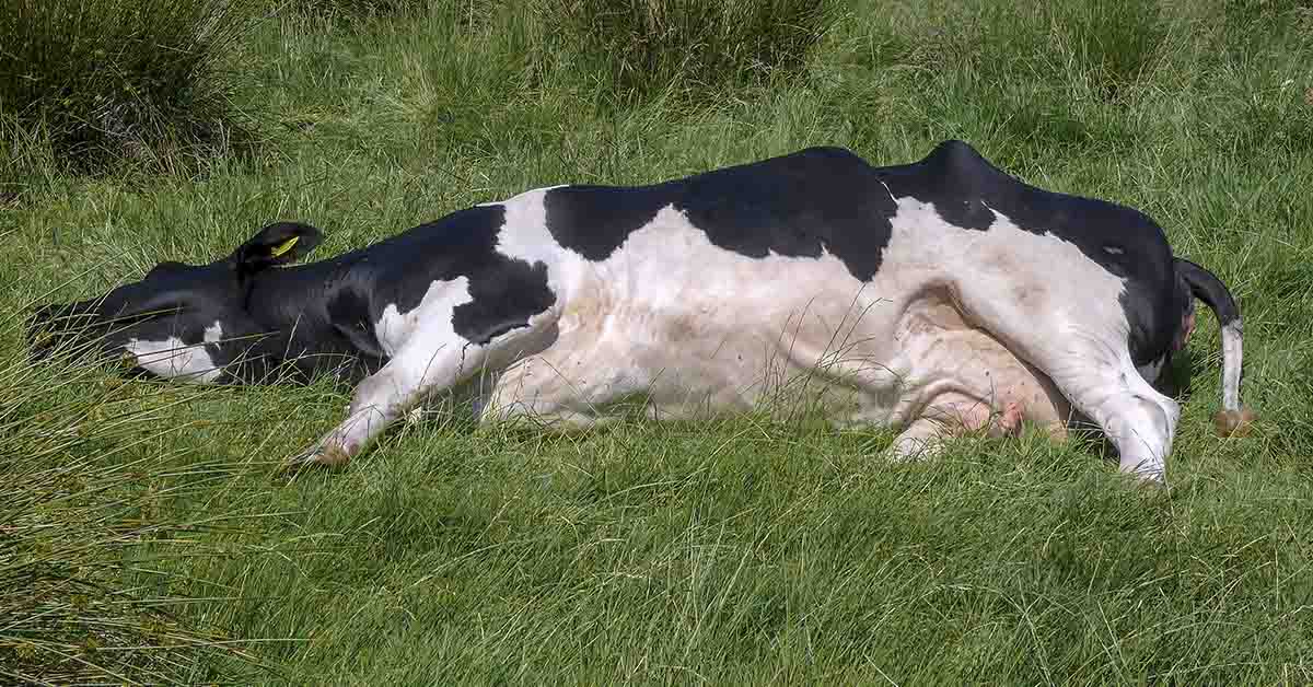 black and white cow lying on the grass