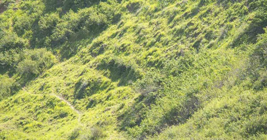 Woman Spots Animal On Hillside And Calls For Help Just In Time - Featured image