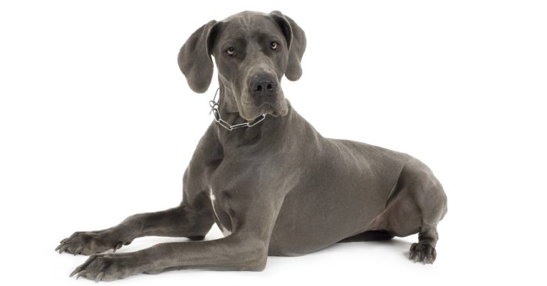 Owner Pays For Three Plane Tickets So Great Dane Can Fly With Him: Big Dog Delights Passengers On Flight - Featured image