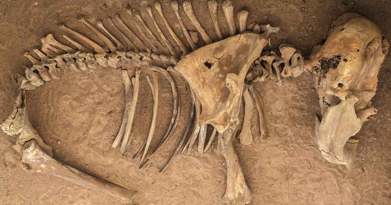 Elephants once roamed Florida—and scientists just stumbled on a graveyard full of them - Featured image