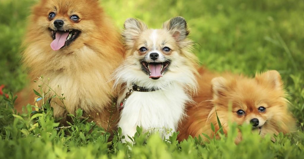 ‘Demon’ Canines: Dog Groomer Gives Advice on Which Dog Breeds to Avoid - Featured image