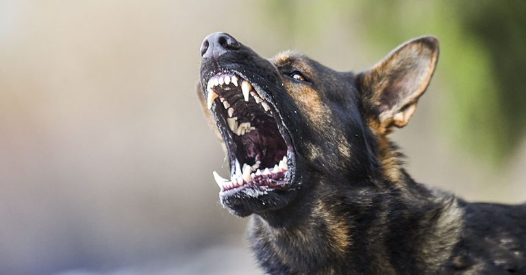 Woman who had most of her face torn off by two dogs shows off reconstructive surgery results - Featured image