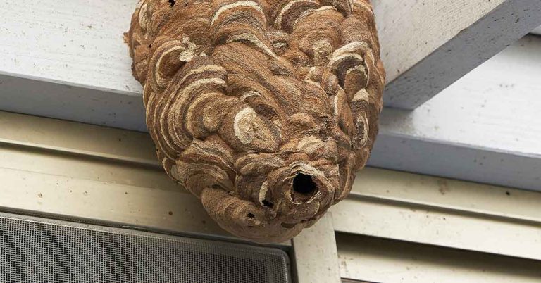 Large Asian Hornet nests found in abandoned house promoting new warnings - Featured image
