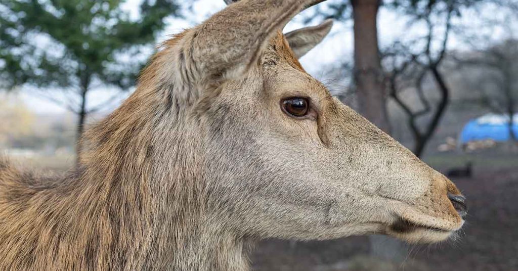 Desperate Deer Shows Up at House. After Seeing His Antlers They Call 911 - Featured image