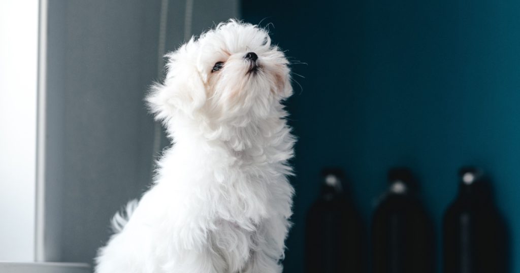 Portrait of a cute white long-haired Maltese. The puppy is 4 month old on the picture.