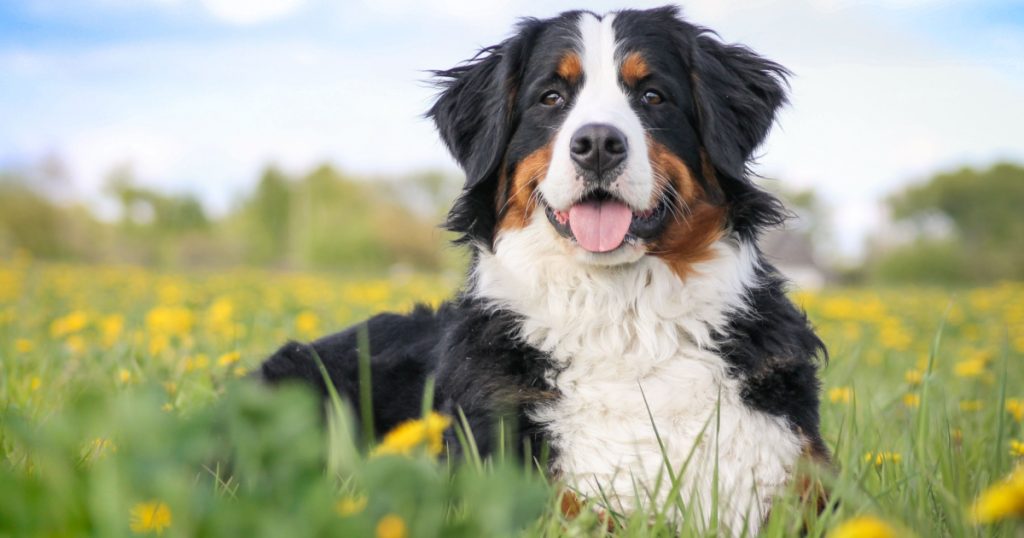 Happy bernese mountain dog in beautiful spring flowerd field. Spring flovers and dog.