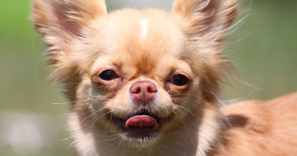 Chihuahua in the grass
