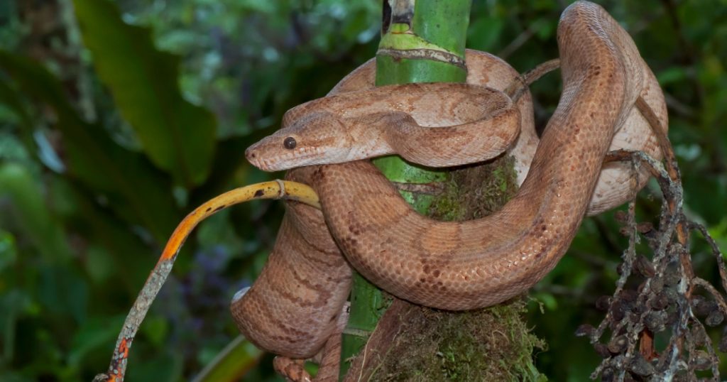 Tuinboa, Garden Tree Boa, Corallus hortulanus camouflaged snake