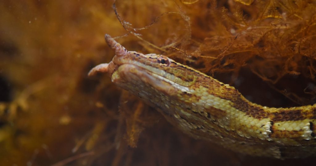 Tentacled water snake  under water camouflaged snake