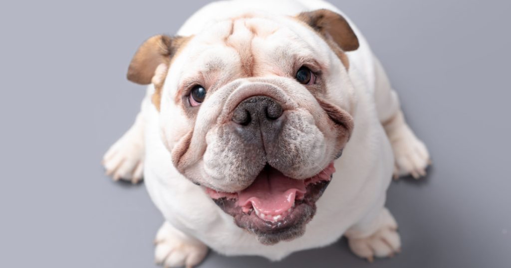 British Bulldog Puppy looking up isolated against a grey background