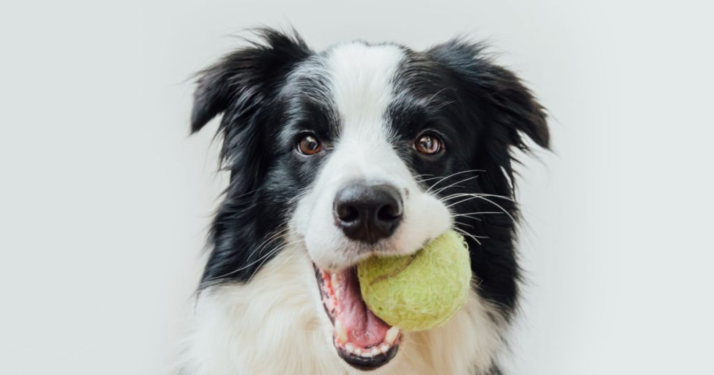 border collie holding toy ball in mouth
