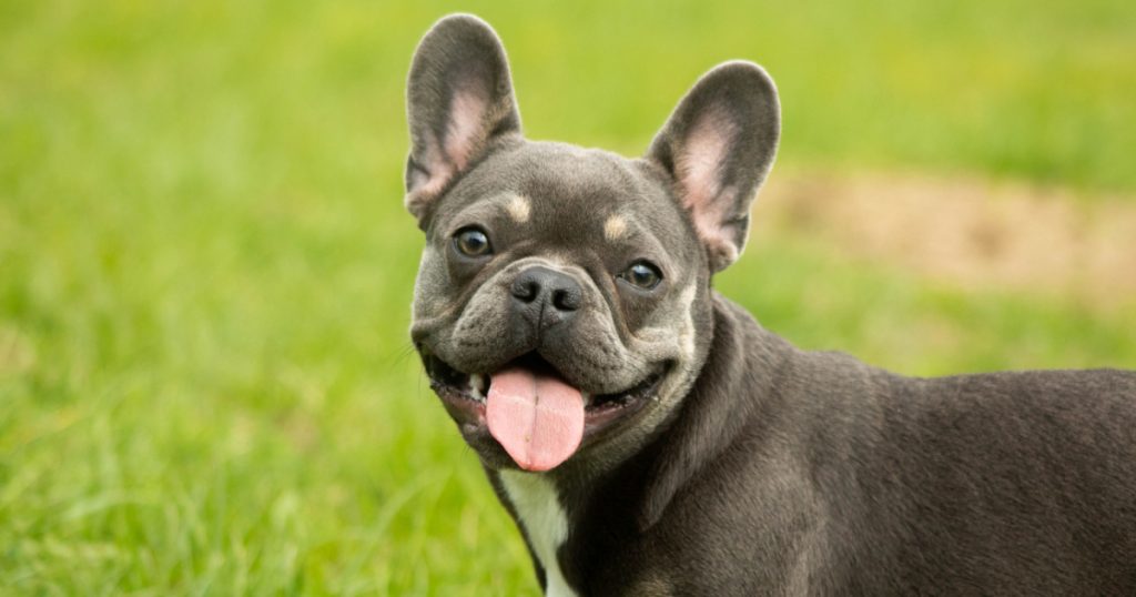 French Bulldog