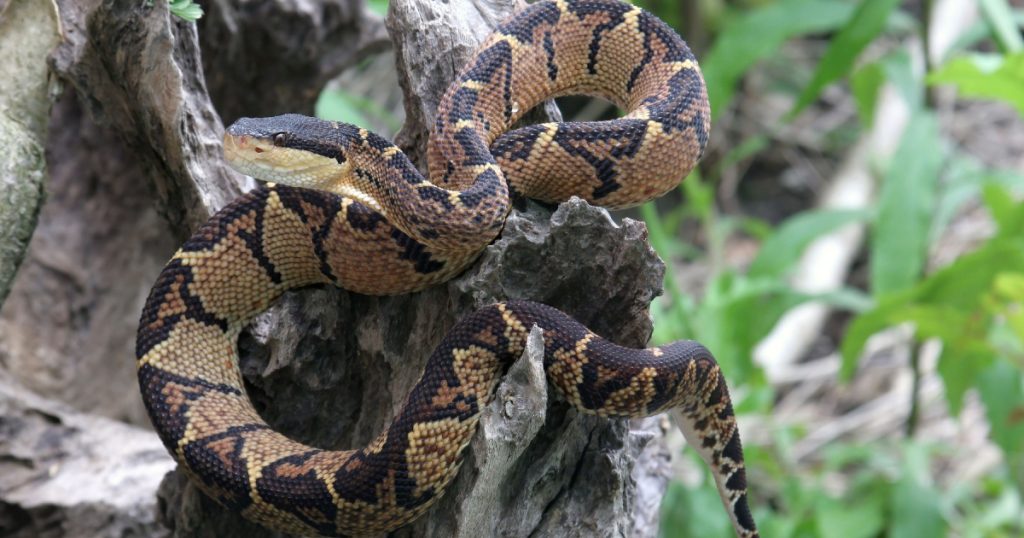 Venomous Black-headed Bushmaster Snake (Lachesis melanocephala) camouflaged snake