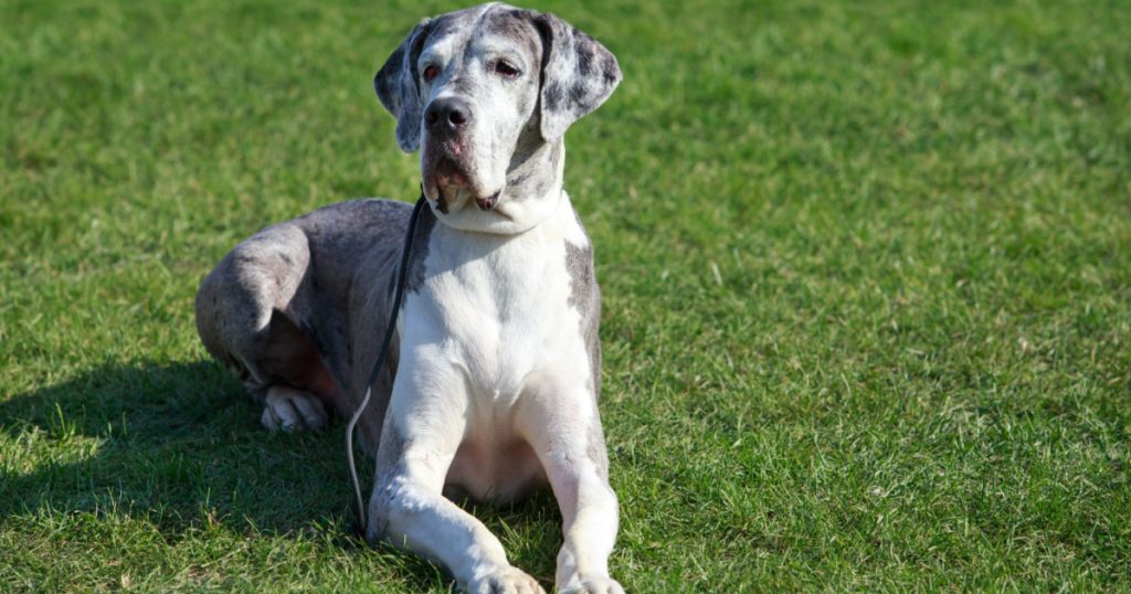 Great Dane on a background of green grass