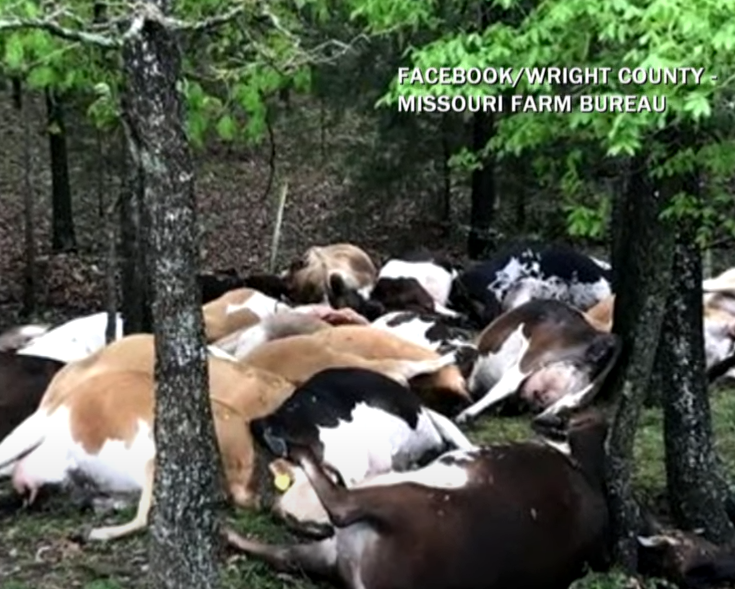 32 cows were struck down in a lightning storm in Missouri, 2017
