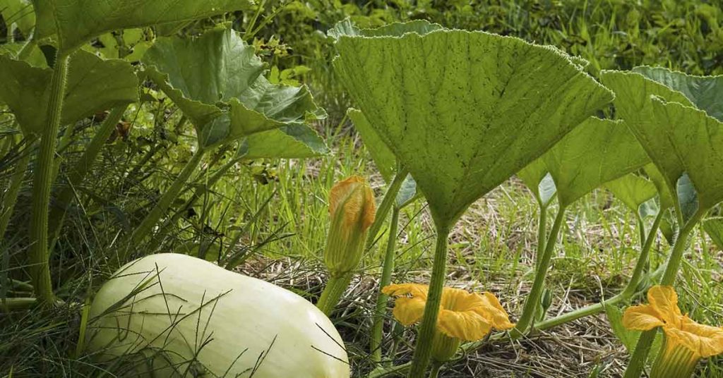 Remember the mystery seeds from China? Here’s what happened when one man planted them. - Featured image