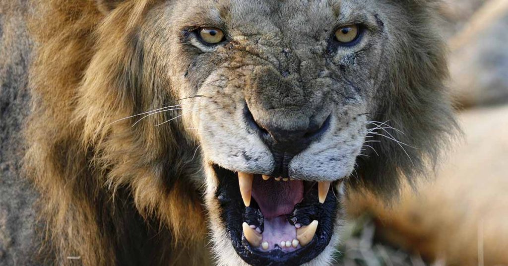 Shocking footage: Zookeeper attacked by lion, but saved by lioness - Featured image