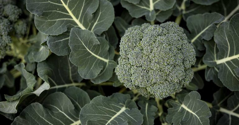 Man is Horrified to Find a Ladder Snake Inside a Bag of Broccoli He Purchased from an Aldi - Featured image