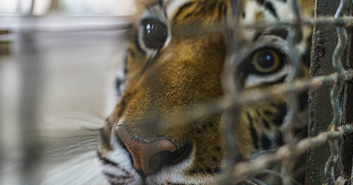 close up of Tiger's face behind chain link fence