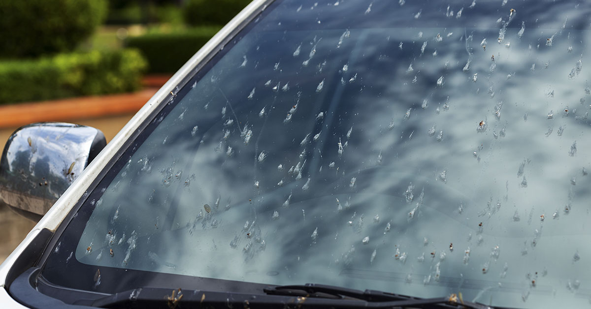 insects splattered on a windshield