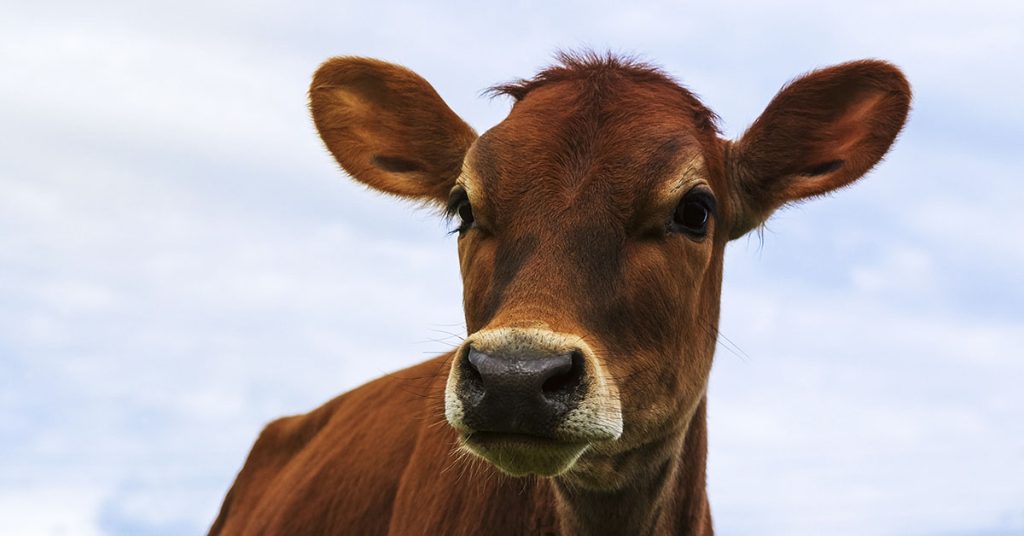 First red heifer in 2000 years fulfills Biblical prophecy and signals ‘end of days’ - Featured image