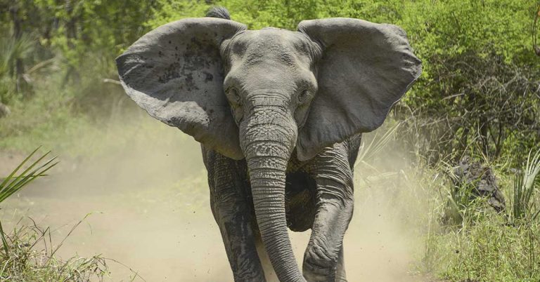 Elephants get revenge on hunter after one of herd is shot dead - Featured image