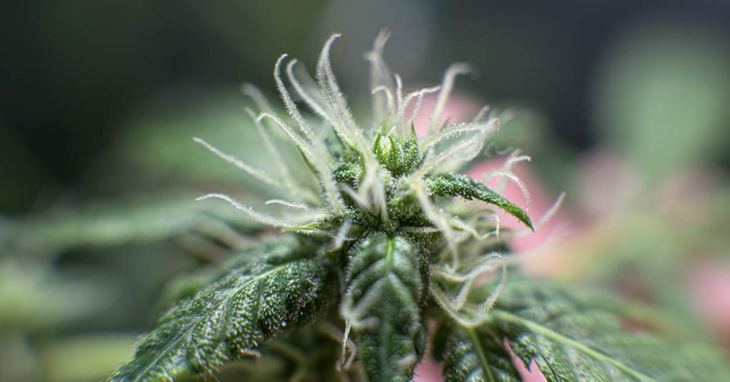 6 Plants other than Cannabis that are High in Cannabinoids - Featured image