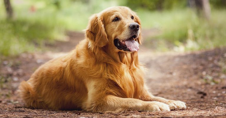 Scientists studying why golden retrievers are dying sooner, getting cancer - Featured image
