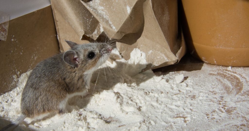 A wild brown house mouse, Mus musculus, covered with flour and standing in front of a chewed brown bag. The rodent is standing on a mound of flour with a jar of peanut butter in the kitchen cabinet.
