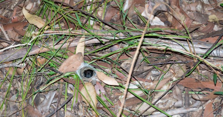 Man terrified after discovering truth behind small spider hole in his garden - Featured image
