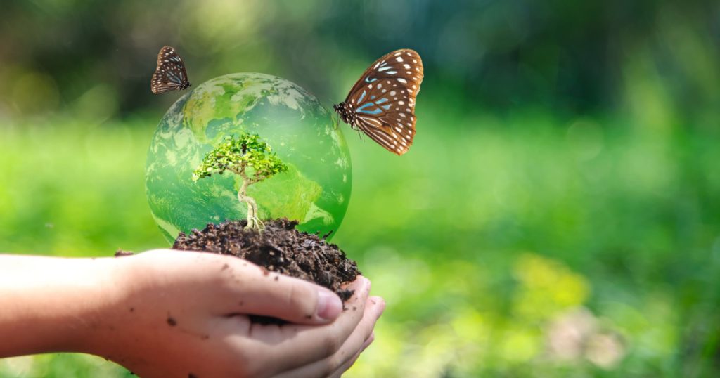 Hands child holding tree with butterfly keep environment on the back soil in the nature park of growth of plant for reduce global warming, green nature background. Ecology and environment concept.
