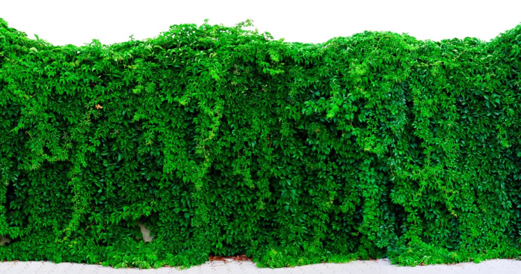 Climbing vine plant growing on wall on white background. Panoramic view of climbing plants fence. Suitable for header or banner.
