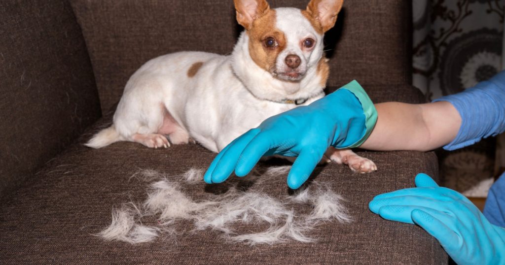 Hand cleaning dog fur from sofa
